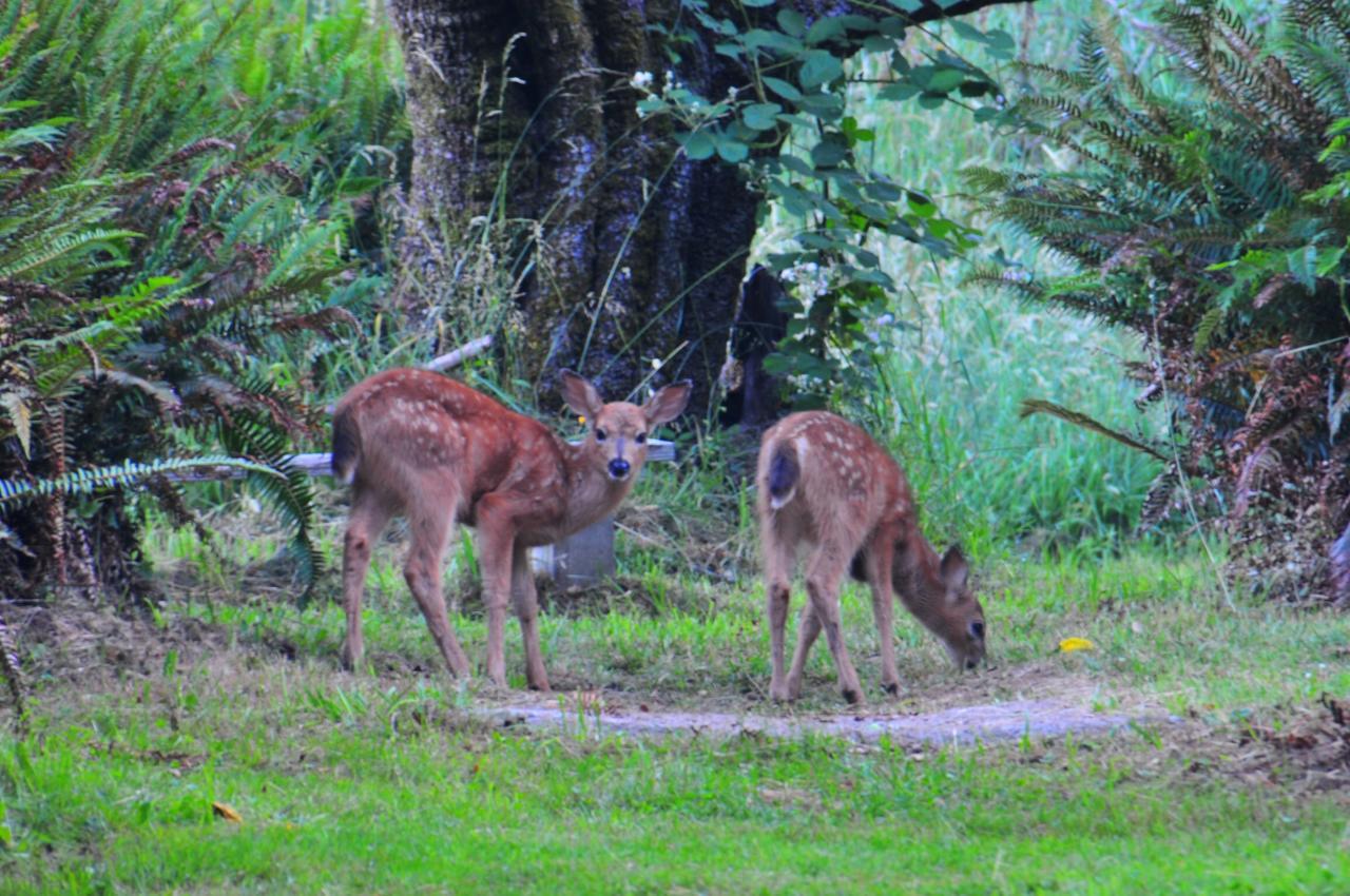 Lucky Mud Inn And Disc Golf Resort Skamokawa 외부 사진